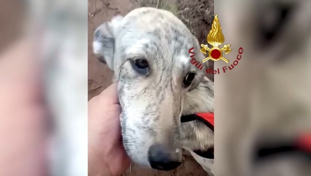 Sorso (SS) - Salvato un cane caduto in un pozzo (07.06.22)