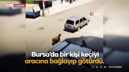 Aracına bağladığı keçileri sürükleyerek eziyet etti