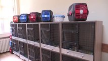 ÇANAKKALE - Yaralı hayvanlar, rehabilitasyon merkezinde tedavi ediliyor