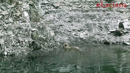 El plácido baño de una osa con sus crías en la vertiente occidental de la montaña leonesa