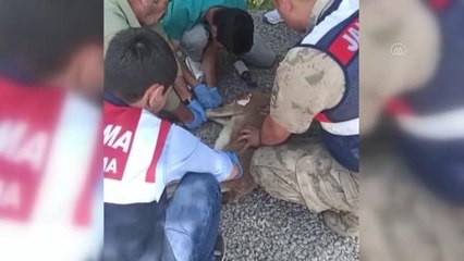 Jandarmanın bulduğu yaralı yaban keçisi tedavi altına alındı