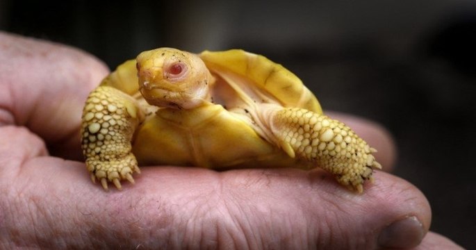 Une tortue géante des Galápagos albinos est née dans un zoo en Suisse, une première mondiale