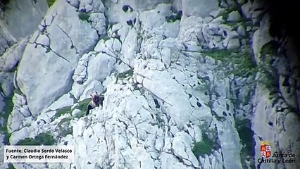 Muere un oso despeñado tras una pelea con osa en la Montaña Palentina