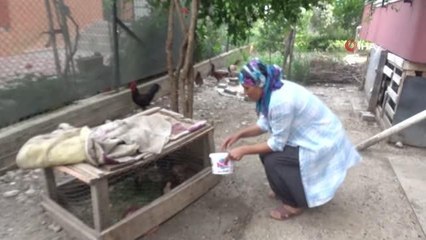 Civciv hırsızı kedi mahalleliyi canından bezdirdi
