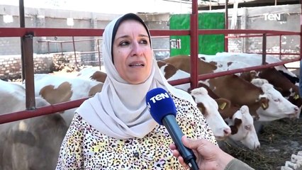 تنفيذا لتوجيهات الرئيس السيسي.. شاهد مراحل تطوير العجول المستوردة بالمزارع المصرية