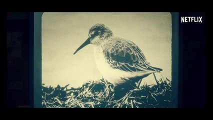 Netflix : un premier teaser pour Cabinet des Curiosités, de Guillermo del Toro