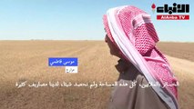 التغير المناخي يحوّل حقول قمح في شمال شرق سوريا الى مراع للأغنام