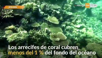 “Oir los Océanos” para monitorear los arrecifes