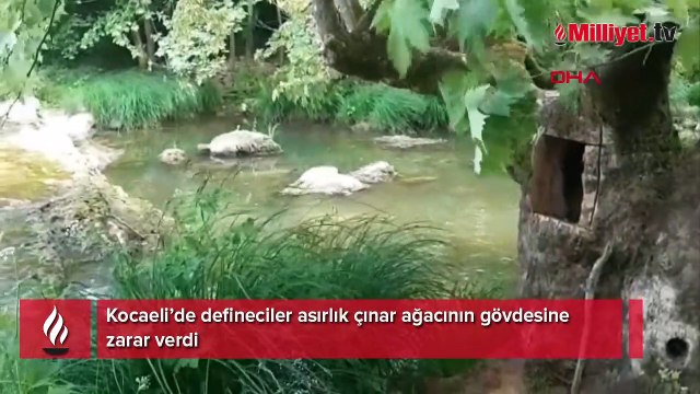 Defineciler asırlık çınar ağacının gövdesine zarar verdi