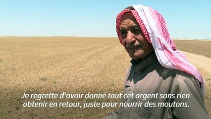 Syrie: la sécheresse transforme les champs de blé en fourrage