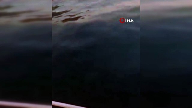 Muğla'da görüntülendi: Karadeniz'de ölüyorlar ama buraya geliyorlar