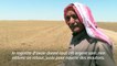 Syrie: la sécheresse transforme les champs de blé en fourraggge...