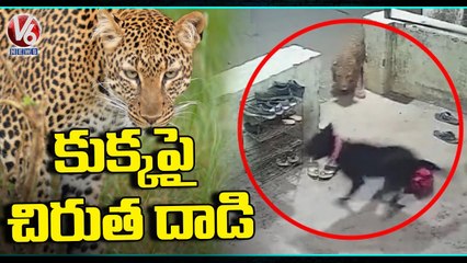 Leopard Attack On Pet Dog In Nashik _ Maharashtra _ V6 News