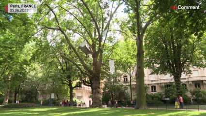 An environmental activist camps in a tree at the foot of the Eiffel Tower