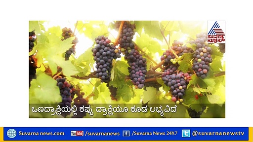 ಶಕ್ತಿವರ್ಧಕ ಒಣದ್ರಾಕ್ಷಿಯಲ್ಲಿ ಅತ್ಯಧಿಕ ಆರೋಗ್ಯ ಗುಣ