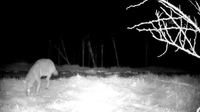 Yaban hayvanları fotokapanla görüntülendi