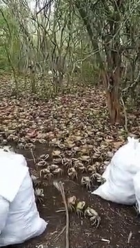 Viral: Un mar de cangrejos en Cuba tras las intensas lluvias