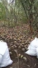 Viral: Un mar de cangrejos en Cuba tras las intensas lluvias