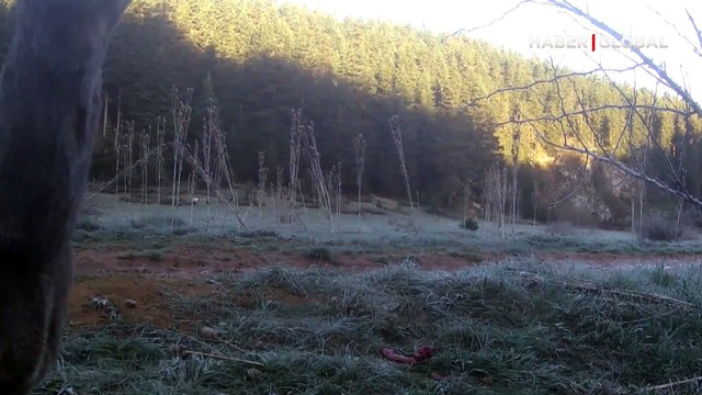 Karabük'te yaban hayvanları fotokapanla görüntülendi