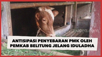 Antisipasi Penyebaran PMK, Pemkab Belitung Perketat Pengawasan Hewan Kurban Jelang Idul Adha