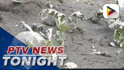 Crops in Brgy. Puting Sapa in Juban, Sorsogon covered in ash due to phreatic explosion of Mt. Bulusan