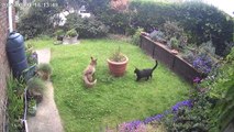 Freddy the Fox and Loki the Cat Play with Gloves in Garden