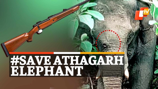 Elephant With Bullet Injury Found Writhing In Pain | #SaveAthagarhElephant | OTVNews #SaveAthagarhElephant, #Odisha