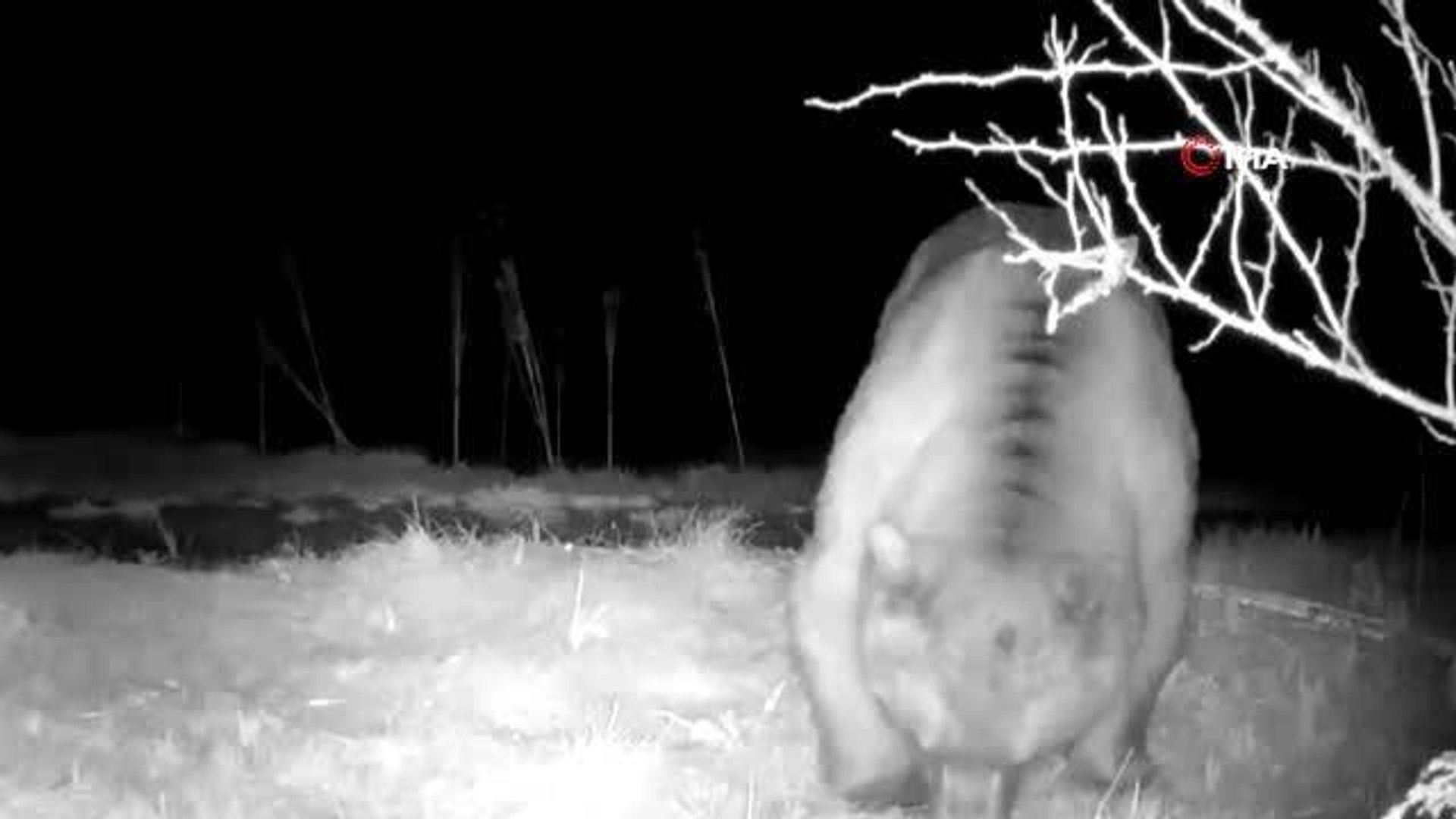 Yaban hayatı fotokapanla görüntülendi