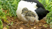 Springwatch 2022 episode 5