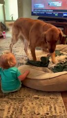 Cooper the Golden Gently Meets 1-Year-Old Niece