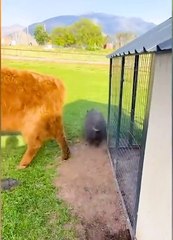حيوانات لطيفه بس مجنونه ومضحكه  | Cute animals but crazy