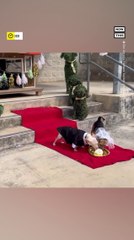 Chihuahuas Married at San Antonio Shelter