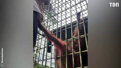 Un homme se fait attaquer par un orang-outan dans une cage !