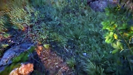 Book of the Dead - Unity tech demo