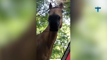 MOMENTS YOU WON'T BELIEVE IF THEY WEREN'T RECORDED!