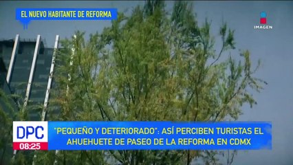 “Pequeño y deteriorado” así perciben el ahuehuete de Reforma