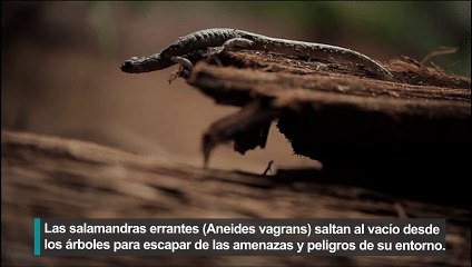 El salto al vacío de las salamandras paracaidistas