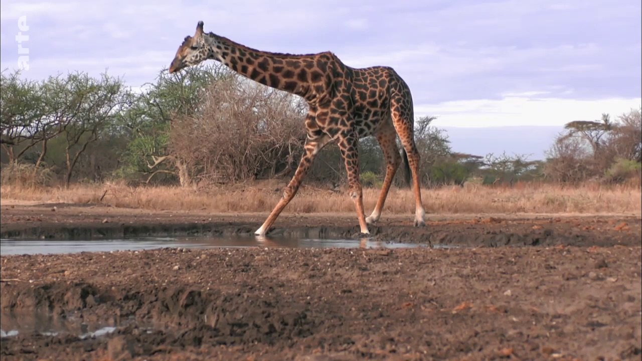 Tanzanie, vie et mort autour d'un point d'eau : Episode 2