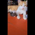 Funniest Cats  - Don't try to hold back Laughter  - Funny Cats Life_HD