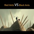 red ants vs black ant