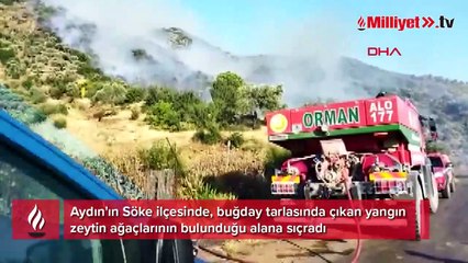 Buğday tarlasında çıkan yangın zeytinlik alana sıçradı