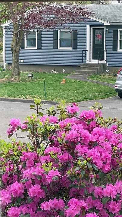 Mama Fox with Seven Babies Plays in Yard