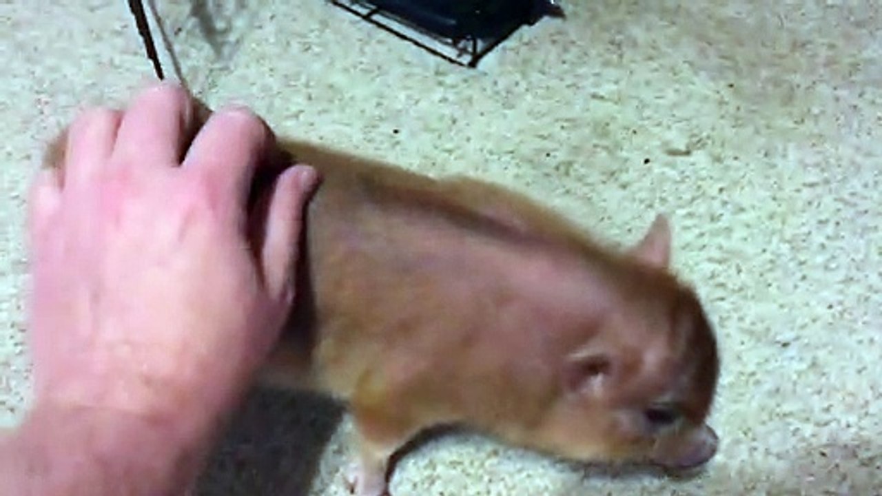 Pet  Pig Loves Belly Rubs