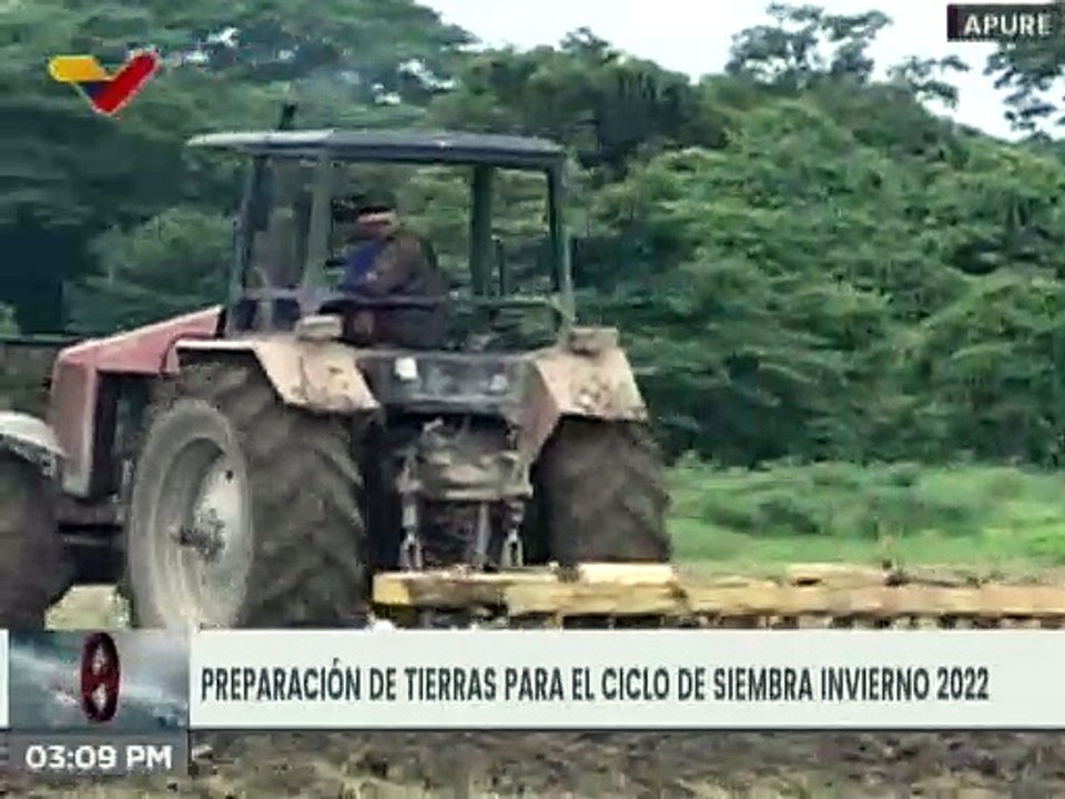 En Apure preparan para la siembra 200 hectáreas de maíz blanco para el ciclo de invierno 2022