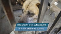 Abandonan a perros en veterinaria de Chimalhuacán; denuncian que llevan un mes encerrados