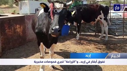 نفوق أبقار في إربد.. و الزراعة تجري فحوصات مخبرية