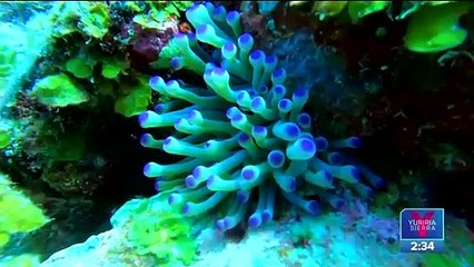 Urgen a explorar y proteger el fondo marino en el Arrecife Alacranes