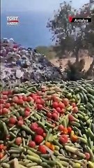 انطاليا .. منطقة غازي باشا رمي اطنان من الخضروات الى القمامة