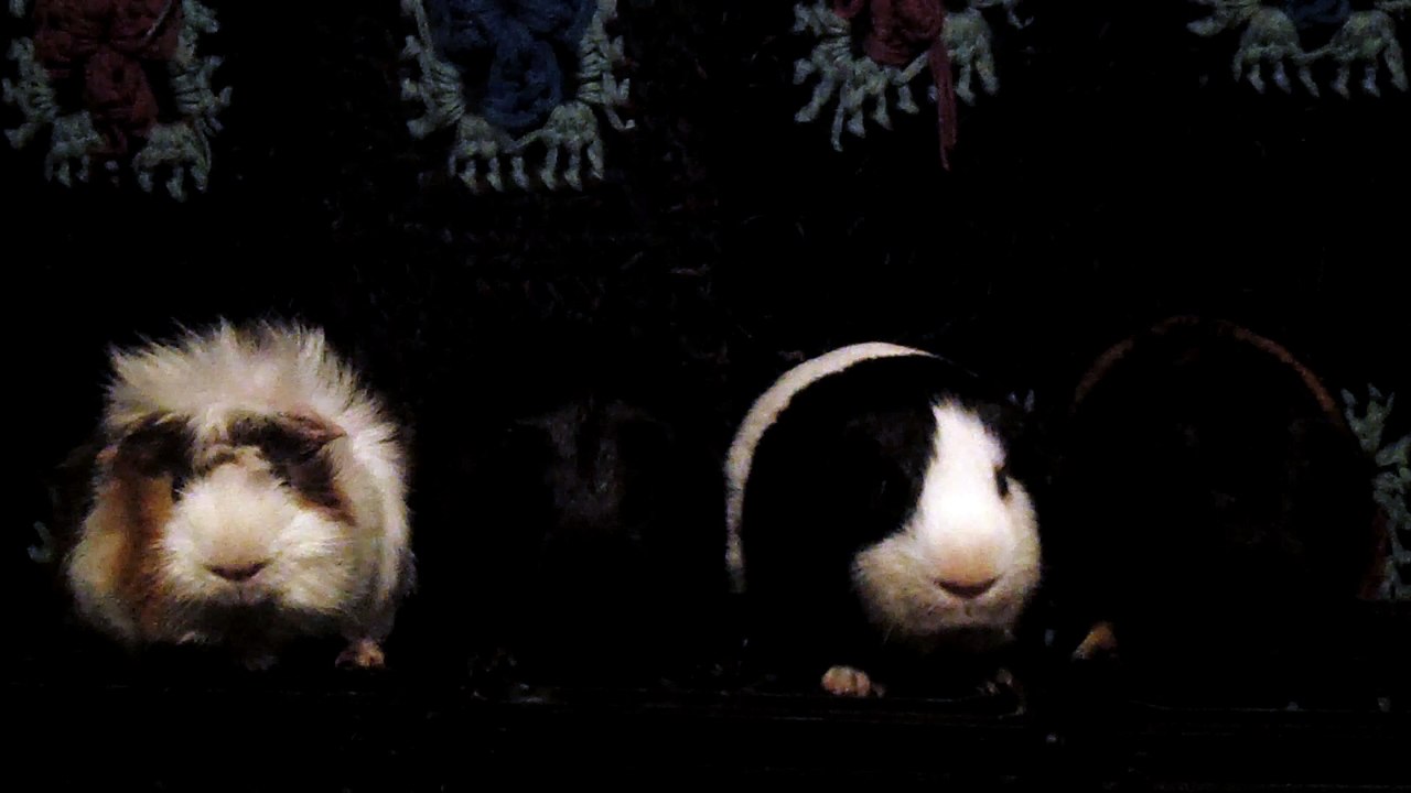 CAVIA PORCELLUS DAVID 102_8591