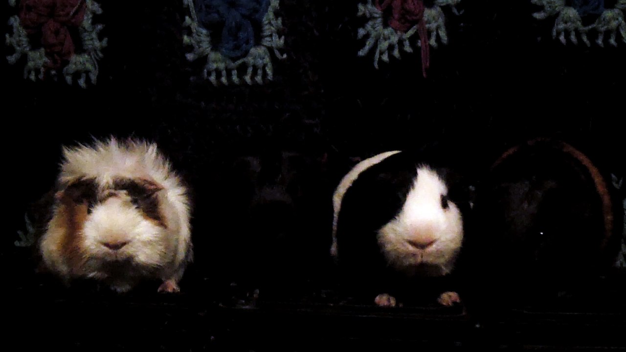 CAVIA PORCELLUS DAVID 102_8592